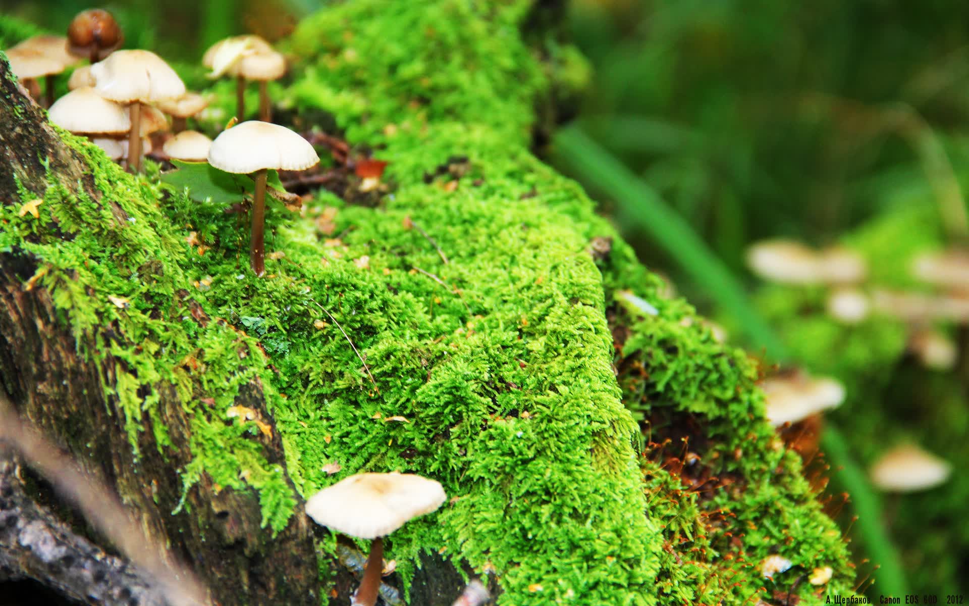 世界登山青年导师长期观察第19期数据摘要发布,世界登山大师